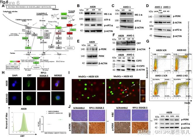 CRISPR篩選技術在多發(fā)性骨髓瘤治療靶點研究中的作用(圖7)