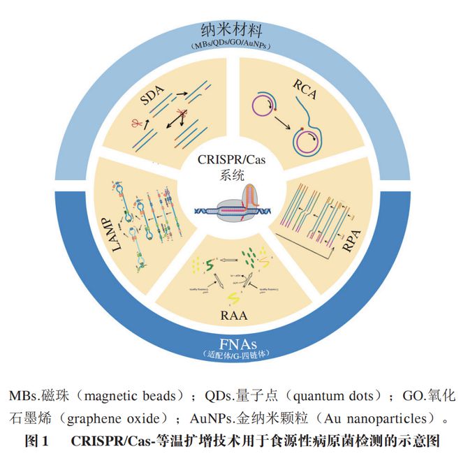 《食品科學(xué)》:東北農(nóng)業(yè)大學(xué)張微副研究員等:CRISPRCas-等溫?cái)U(kuò)增技術(shù)在食源性病原菌檢測(cè)中的研究進(jìn)展(圖2)
