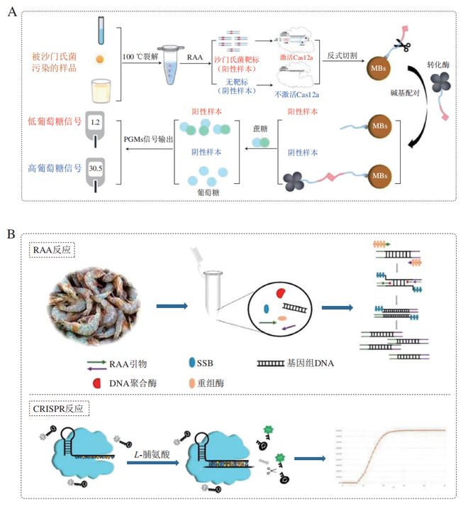 《食品科學(xué)》:東北農(nóng)業(yè)大學(xué)張微副研究員等:CRISPRCas-等溫?cái)U(kuò)增技術(shù)在食源性病原菌檢測(cè)中的研究進(jìn)展(圖5)