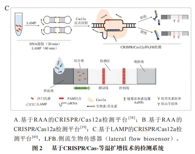 《食品科學(xué)》:東北農(nóng)業(yè)大學(xué)張微副研究員等:CRISPRCas-等溫?cái)U(kuò)增技術(shù)在食源性病原菌檢測(cè)中的研究進(jìn)展(圖6)