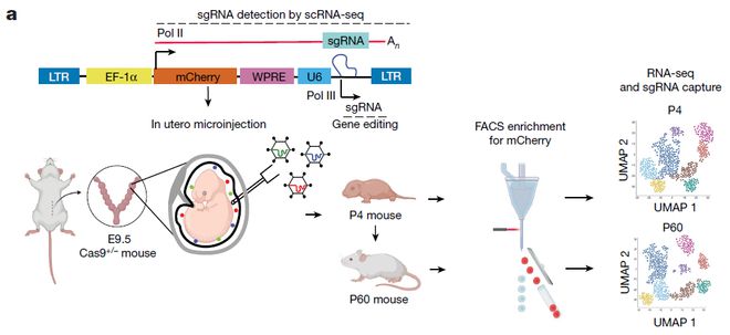 Nature丨體內(nèi)單細胞CRISPR技術(shù)揭示腫瘤進化過程中不同的TNF程序(圖2)