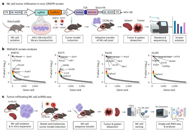 Nature子刊:陳斯迪葉露鵬團(tuán)隊(duì)利用體內(nèi)AAV-睡美人CRISPR篩選技術(shù)發(fā)現(xiàn)NK細(xì)胞癌癥免疫治療新靶點(diǎn)(圖2)