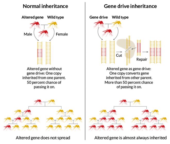 CRISPR技術(shù)及其應(yīng)用 CB Insights深度解析(圖8)