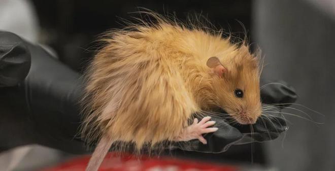 世界首次！喬治·丘奇團(tuán)隊(duì)“復(fù)活”已滅絕一萬(wàn)多年的“冰原狼”計(jì)劃2028年復(fù)活猛犸象(圖4)