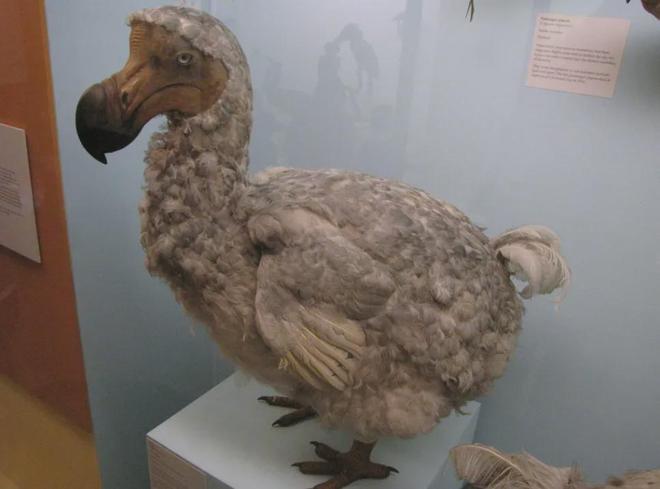 世界首次！喬治·丘奇團(tuán)隊(duì)“復(fù)活”已滅絕一萬(wàn)多年的“冰原狼”計(jì)劃2028年復(fù)活猛犸象(圖7)