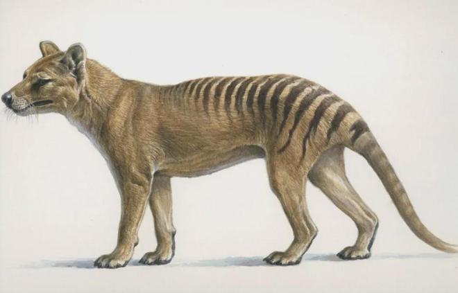 世界首次！喬治·丘奇團(tuán)隊(duì)“復(fù)活”已滅絕一萬(wàn)多年的“冰原狼”計(jì)劃2028年復(fù)活猛犸象(圖8)