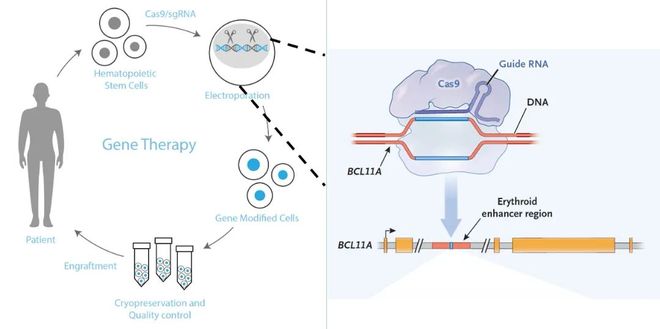 5年新生！邦耀生物全球首例CRISPR治愈β0β0型重度地貧患兒健康生活超5年(圖3)
